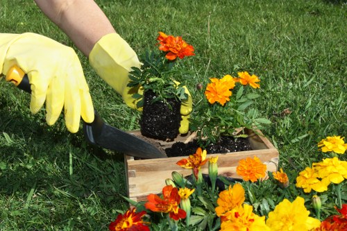 Variety of popular plants for Beckenham gardens